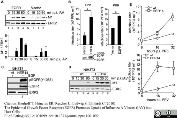 Anti Influenza A Matrix Protein Antibody, clone GA2B gallery image 2