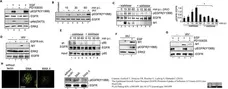 Anti Influenza A Matrix Protein Antibody, clone GA2B gallery image 6