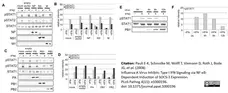 Anti Influenza A Matrix Protein Antibody, clone GA2B gallery image 7