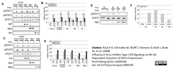 Anti Influenza A Matrix Protein Antibody, clone GA2B gallery image 7