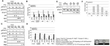 Anti Influenza A Nucleoprotein Antibody, clone AA5H gallery image 1
