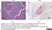 Anti Influenza A Nucleoprotein Antibody, clone AA5H thumbnail image 10