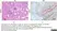 Anti Influenza A Nucleoprotein Antibody, clone AA5H thumbnail image 12