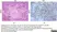 Anti Influenza A Nucleoprotein Antibody, clone AA5H thumbnail image 13