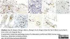 Anti Influenza A Nucleoprotein Antibody, clone AA5H gallery image 14