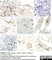 Anti Influenza A Nucleoprotein Antibody, clone AA5H thumbnail image 14
