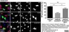 Anti Influenza A Nucleoprotein Antibody, clone AA5H gallery image 15