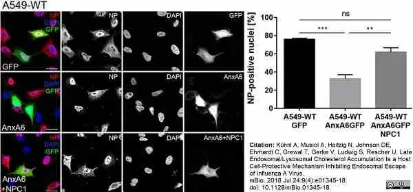 Anti Influenza A Nucleoprotein Antibody, clone AA5H gallery image 15