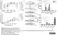 Anti Influenza A Nucleoprotein Antibody, clone AA5H thumbnail image 2