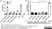 Anti Influenza A Nucleoprotein Antibody, clone AA5H thumbnail image 3