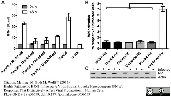 Anti Influenza A Nucleoprotein Antibody, clone AA5H gallery image 3