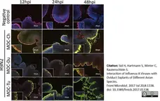 Anti Influenza A Nucleoprotein Antibody, clone AA5H gallery image 4