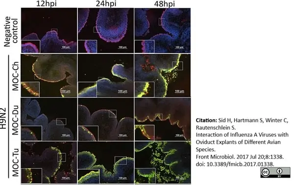 Anti Influenza A Nucleoprotein Antibody, clone AA5H | Bio-Rad