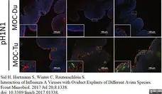 Anti Influenza A Nucleoprotein Antibody, clone AA5H gallery image 5