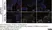 Anti Influenza A Nucleoprotein Antibody, clone AA5H thumbnail image 5