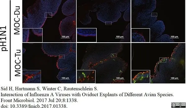Anti Influenza A Nucleoprotein Antibody, clone AA5H gallery image 5