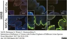 Anti Influenza A Nucleoprotein Antibody, clone AA5H gallery image 6