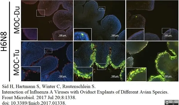 Anti Influenza A Nucleoprotein Antibody, clone AA5H | Bio-Rad