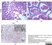 Anti Influenza A Nucleoprotein Antibody, clone AA5H thumbnail image 7