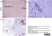 Anti Influenza A Nucleoprotein Antibody, clone AA5H thumbnail image 8