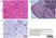 Anti Influenza A Nucleoprotein Antibody, clone AA5H thumbnail image 9