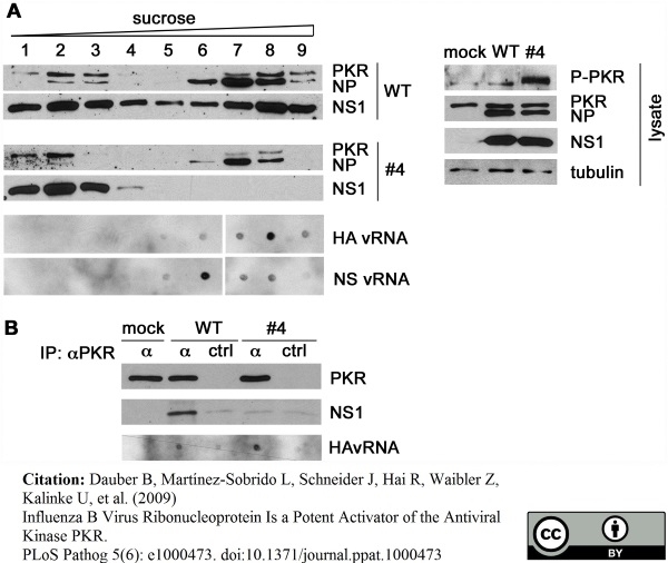 Anti Influenza B Nucleoprotein Antibody, clone B017 (B35G) gallery image 1