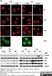 Anti Influenza B Nucleoprotein Antibody, clone B017 (B35G) thumbnail image 2