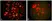 Anti Metapneumovirus Antibody, clone HMPV123 thumbnail image 1