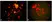 Anti Metapneumovirus Antibody, clone HMPV24 thumbnail image 1