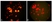 Anti Metapneumovirus Antibody, clone HMPV33 thumbnail image 1