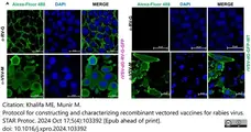 Anti Rabies Virus Glycoprotein Antibody, clone 1C5 gallery image 1