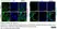 Anti Rabies Virus Glycoprotein Antibody, clone 1C5 thumbnail image 1