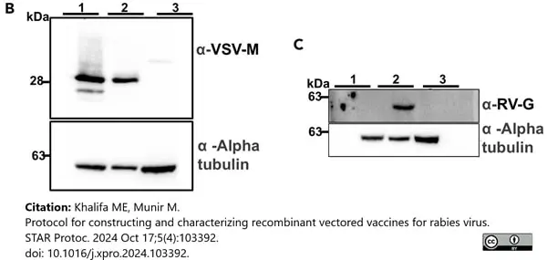 Anti Rabies Virus Glycoprotein Antibody, clone 1C5 gallery image 2
