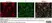 Anti Respiratory Syncytial Virus Fusion Protein Antibody, clone 0681 thumbnail image 1