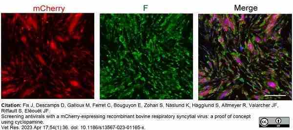 Anti Respiratory Syncytial Virus Fusion Protein Antibody, clone 0681 gallery image 1