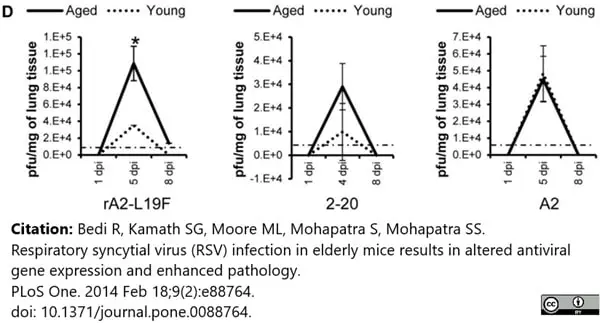 Anti Respiratory Syncytial Virus Fusion Protein Antibody, clone RSV3216 (B016) gallery image 2