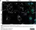 Anti Respiratory Syncytial Virus Fusion Protein Antibody, clone RSV3216 (B016) thumbnail image 4