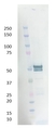 Anti SARS-CoV Nucleoprotein Antibody, clone 3851 thumbnail image 1
