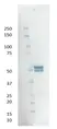 Anti SARS-CoV Nucleoprotein Antibody, clone 3851 thumbnail image 1