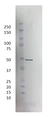 Anti SARS-CoV Nucleoprotein Antibody, clone 3861 thumbnail image 1
