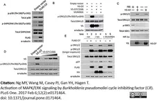 Anti V5-Tag Antibody, clone SV5-Pk1 gallery image 1