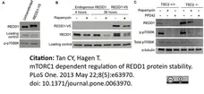 Anti V5-Tag Antibody, clone SV5-Pk1 gallery image 10