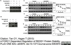 Anti V5-Tag Antibody, clone SV5-Pk1 gallery image 11
