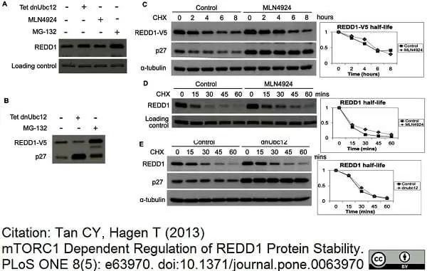 Anti V5-Tag Antibody, clone SV5-Pk1 gallery image 11
