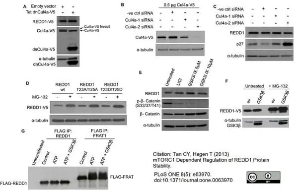 Anti V5-Tag Antibody, clone SV5-Pk1 gallery image 12