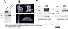 Anti V5-Tag Antibody, clone SV5-Pk1 gallery image 13