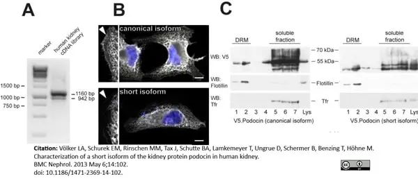 Anti V5-Tag Antibody, clone SV5-Pk1 gallery image 13