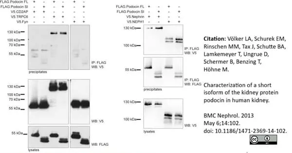 Anti V5-Tag Antibody, clone SV5-Pk1 gallery image 14