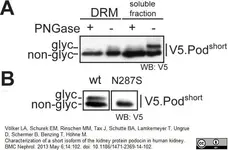 Anti V5-Tag Antibody, clone SV5-Pk1 gallery image 15