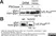 Anti V5-Tag Antibody, clone SV5-Pk1 thumbnail image 15